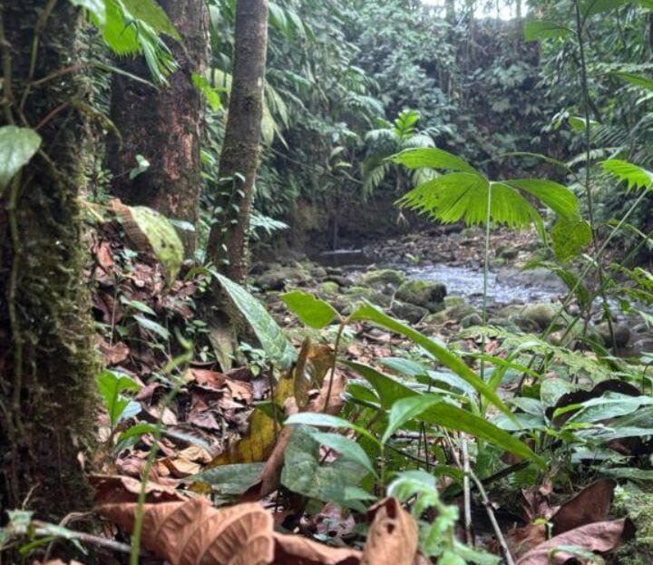 Costa Rica Real Estate