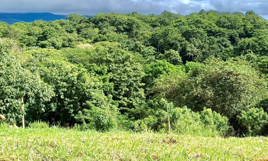 Costa Rica Real Estate