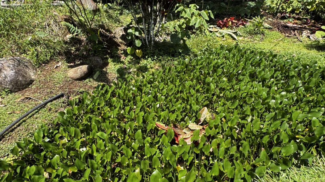 Costa Rica Real Estate