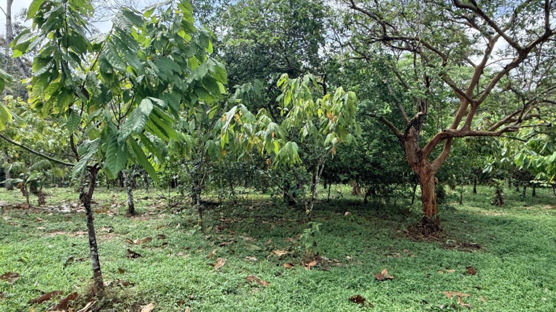 Costa Rica | 29 Hectares of Opportunity