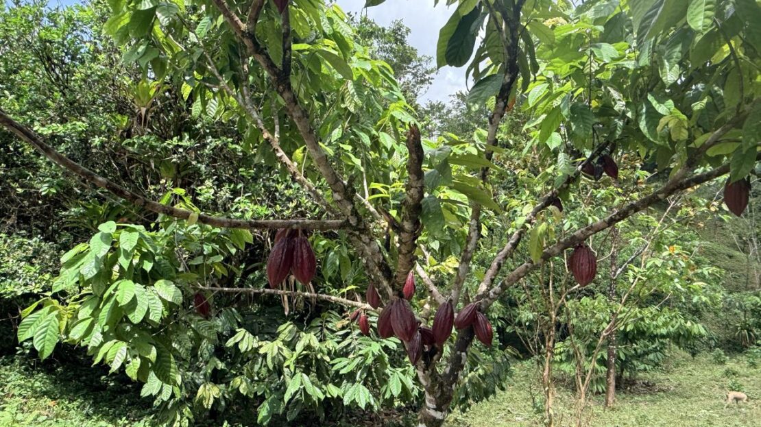 Turnkey Producing Cacao Farm “La Mina” for Sale – Upala