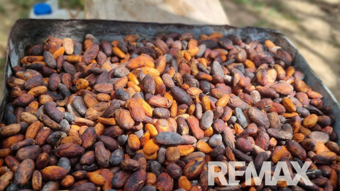Turnkey Cacao Farm for Sale in Northern Costa Rica 71 Acres