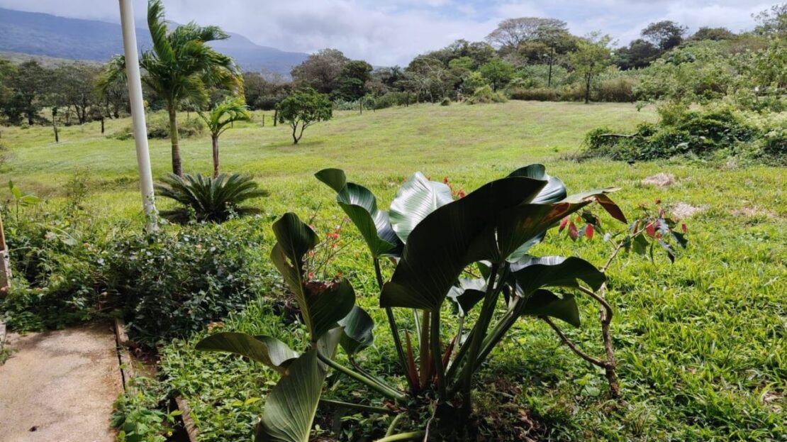 Upala