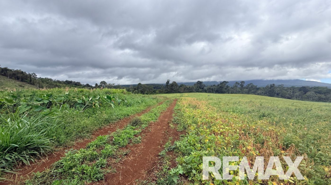 PRODUCTIVE FARM FOR SALE IN SANTA CECILIA