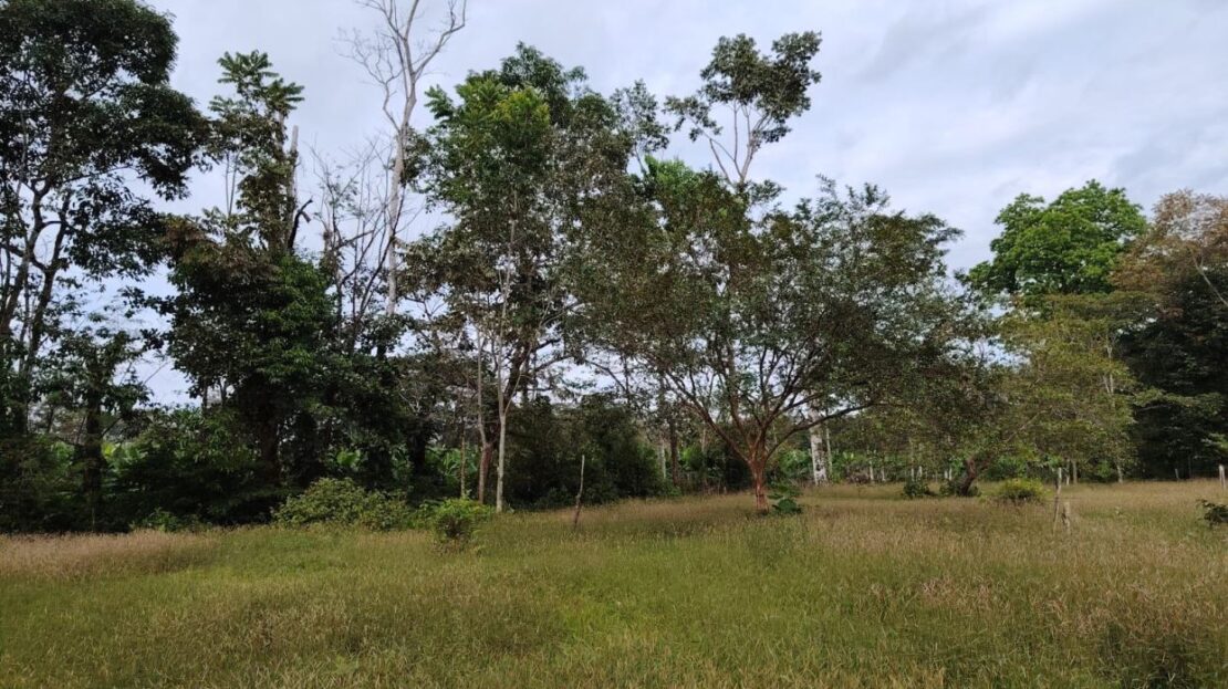Upala