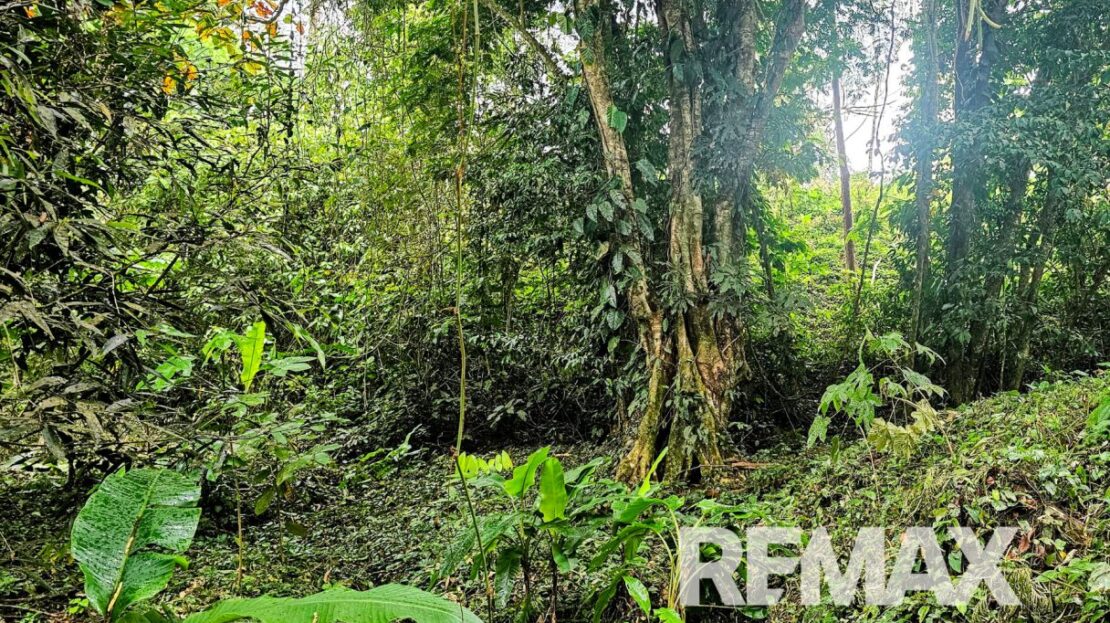 Beautiful Riverside Property in La Tigra – Great Value at ¢50