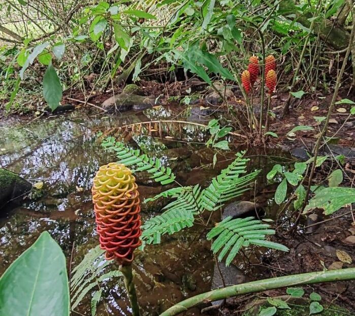 Costa Rica Real Estate