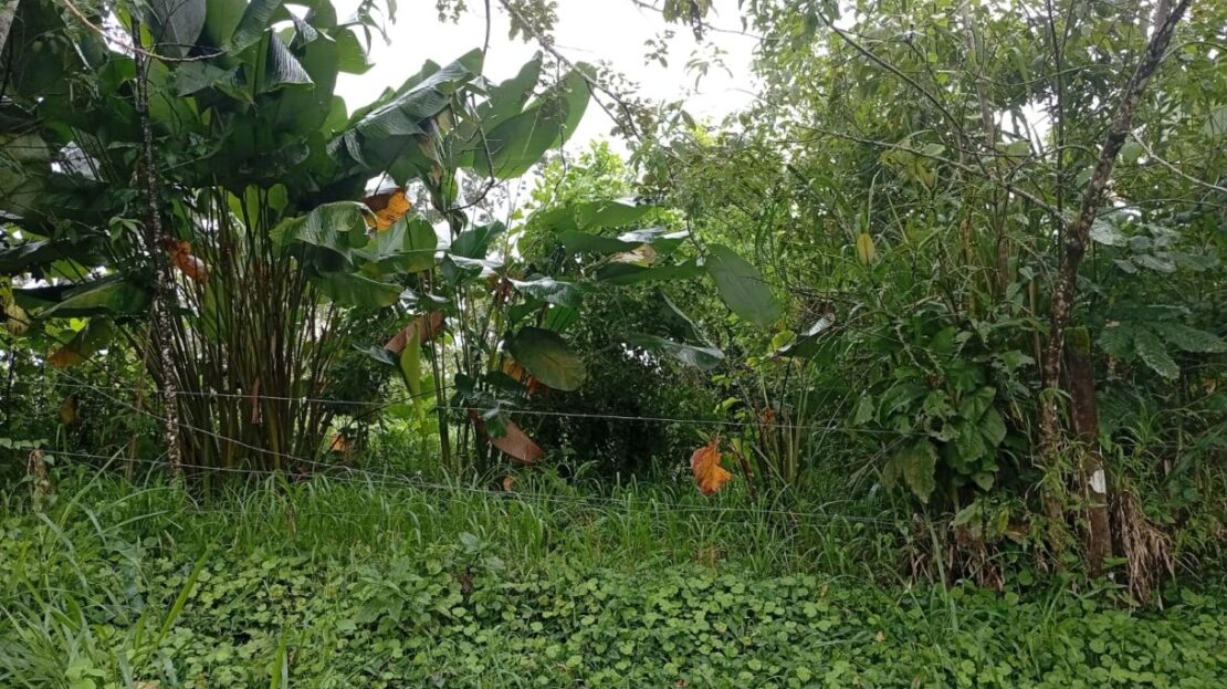 San Carlos -  La Fortuna